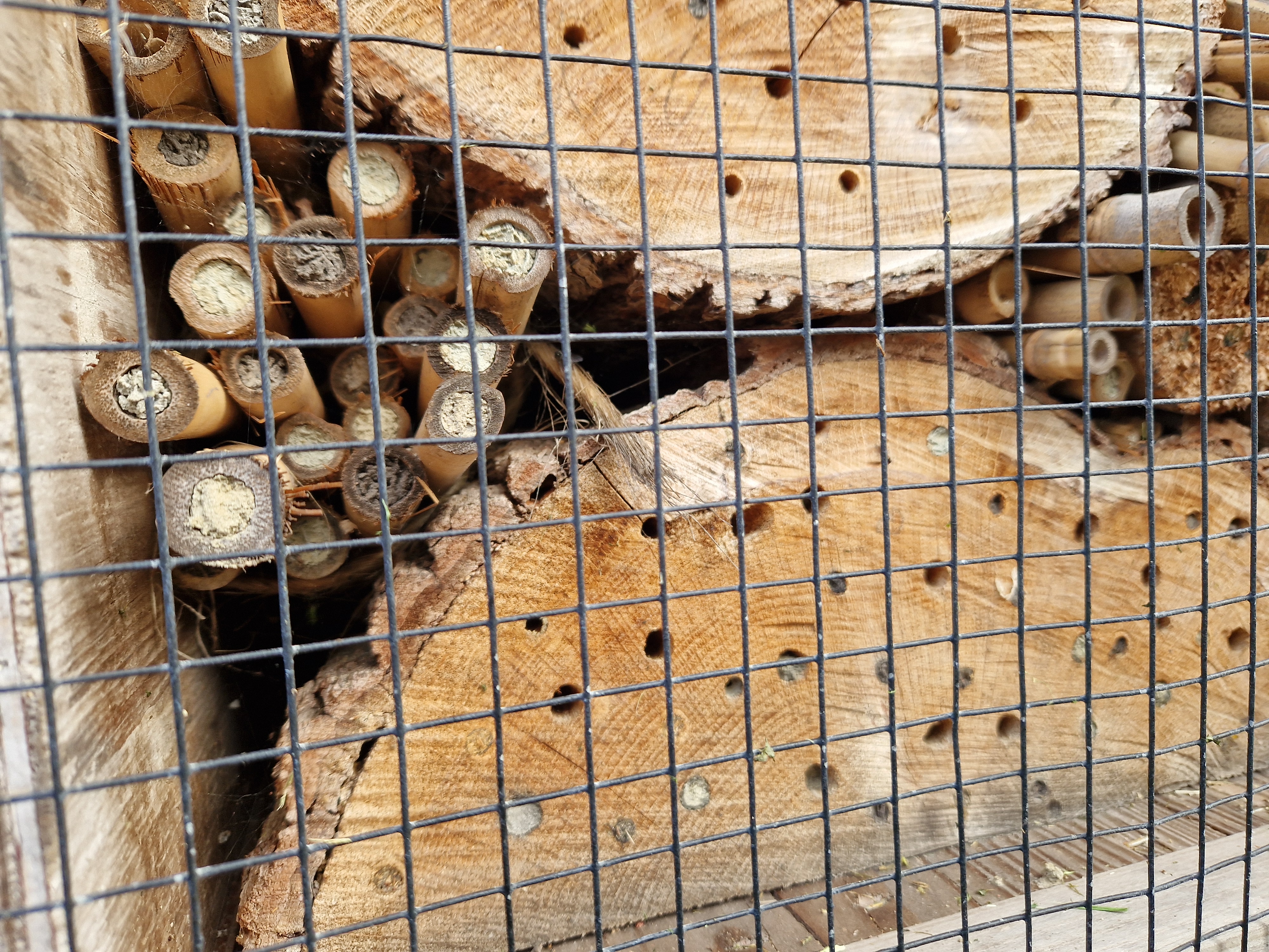 Bambusröhrchen und Löcher im Holz sind verschlossen. Hier überwintern die Insekten. 