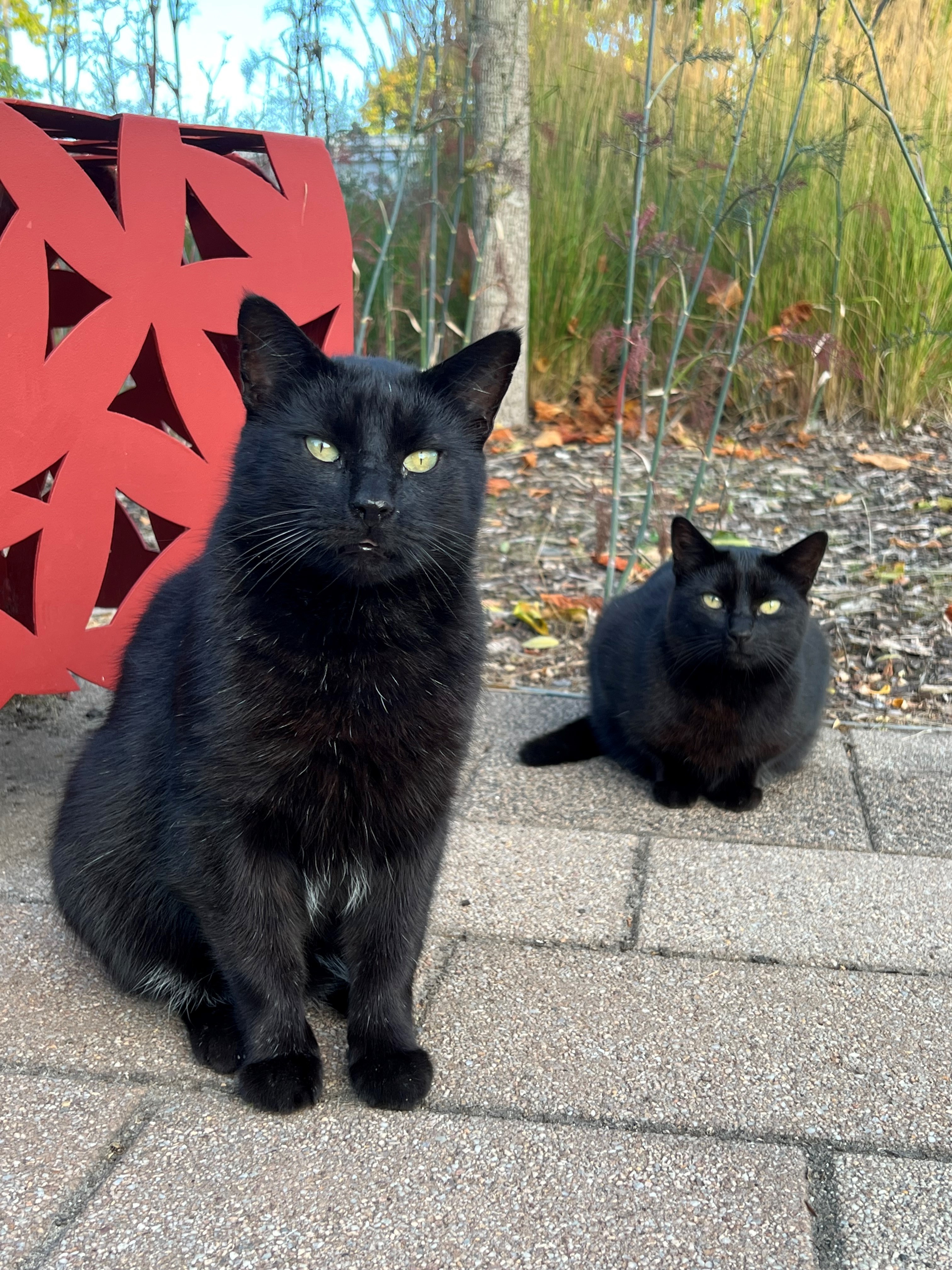 Die Katzen Harley und Mina sitzen auf dem Hof.