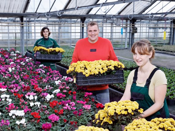 Auszubildende sortieren Blumen in einer großen Gewächshalle.