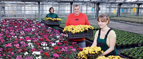 Auszubildende sortieren Blumen in einer großen Gewächshalle.